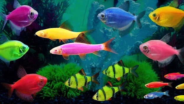 image slider 1